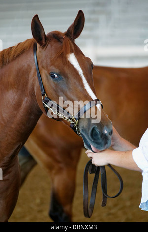 Braune Pferd mit weiße Blesse trägt Halfter Stockfoto