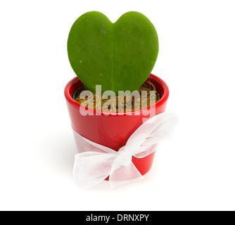 Kaktus-Herzen in einem roten Topf auf dem weißen Hintergrund isoliert Stockfoto