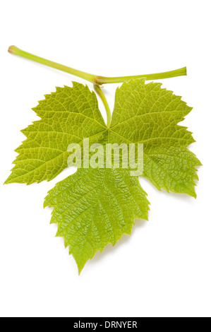 Weinblatt isoliert auf weißem Hintergrund Stockfoto