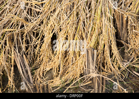 Reis geerntet, und bereit zur Abholung in einem Reisfeld in Sunderbans, Ganges, Delta, Indien. Stockfoto