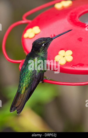 Herrliche Kolibri (Eugenes Fulgens). Costa Rica. Stockfoto