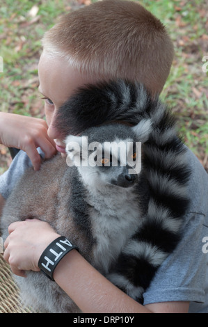 Junge hält seine Familie Haustier Lemur. Stockfoto