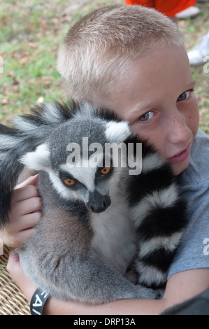 Junge hält seine Familie Haustier Lemur. Stockfoto