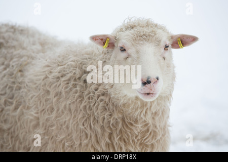 Schwedische Rya Schafe im Schnee in einem Feld in Schweden Stockfoto