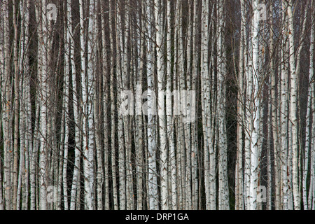 Baumstämme von Silver Birch / gemeinsame Birke / Weiße Birken (Betula Pendel / Betula Alba) Bäume in Wald, Schweden, Skandinavien Stockfoto