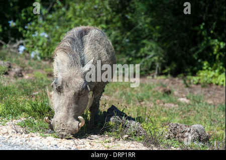 Warzenschwein (Phacochoerus Africanus) Essen und Rasen in eine Wiese mit Blumen, Addo Elephant National Park, Eastern Cape, Südafrika Stockfoto