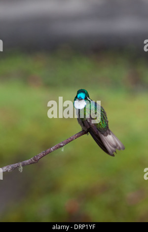 Weiße-throated Mountaingem (Lampornis Castaneoventris); oder grau-angebundene Mountaingem (L. c. Cinereicauda). Männlich. Bedrohung durch Körperhaltung. Stockfoto