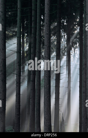 Fichten / Fichte (Picea Abies) und Sonnenstrahlen durchscheinen Bäume von Nadelwald im Nebel Stockfoto