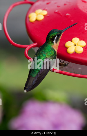 Weiße-throated Mountaingem (Lampornis Castaneoventris); oder grau-tailed (L. c. Cinereicauda). Weiblich. Savegre. Costa Rica. Stockfoto
