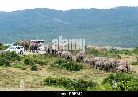 Touristen beobachten eine Herde Elefanten (Loxodonta Africana) beim Überqueren der Straße zwischen Autos, Addo Elephant National Park in Südafrika Stockfoto