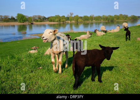 Schafe auf Elbe Fluß Deich in der Nähe von Hitzacker, Elbe cycle Route, Niedersachsen, Deutschland, Europa Stockfoto