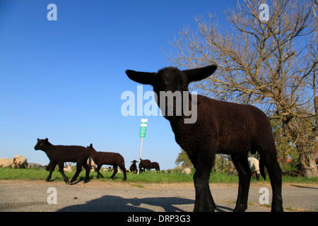 Schafe auf Elbe Fluß Deich in der Nähe von Hitzacker, Elbe cycle Route, Niedersachsen, Deutschland, Europa Stockfoto