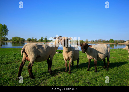 Schafe auf Elbe Fluß Deich in der Nähe von Hitzacker, Elbe cycle Route, Niedersachsen, Deutschland, Europa Stockfoto