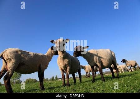 Schafe auf Elbe Fluß Deich in der Nähe von Hitzacker, Elbe cycle Route, Niedersachsen, Deutschland, Europa Stockfoto