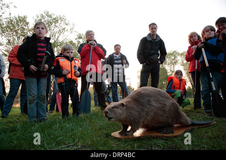 Geführte barfuß Biber-Tour, See Gartow, Wendland, Niedersachsen, Deutschland, Europa Stockfoto