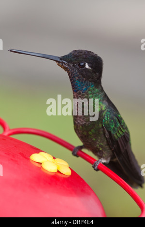 Herrliche Kolibri (Eugenes Fulgens). Thront auf einem bereitgestellten Feeder in einem Garten. Costa Rica. Stockfoto