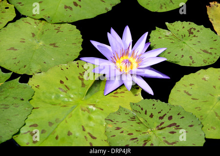 Makro einer lila Lotusblüte Stockfoto