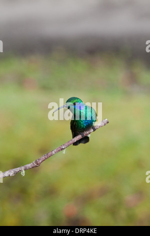 Grünes violett-Ohr Kolibri (Colibri Thalassinus). Stockfoto