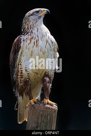 Einen dramatischen Blick auf ein Ferriginous Falke, Buteo regalis Stockfoto