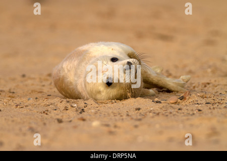 Grey Seal pup Halichoerus grypus Stockfoto