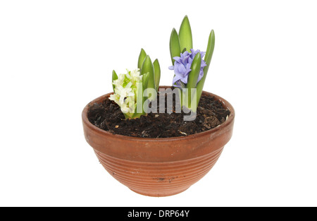 Blaue und weiße Hyazinthe Blumen in einem Terrakotta-Blumentopf isoliert gegen weiß Stockfoto