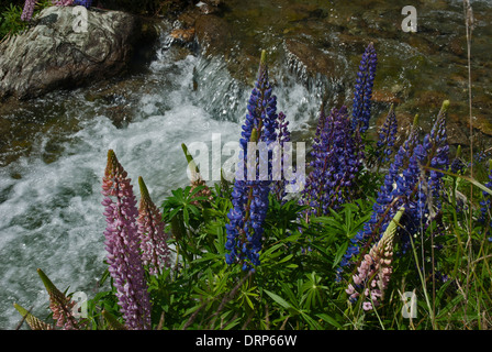 Ein Patch von rosa und blauen Lupinen wachsen an einem kleinen Bach mit Wasserfall Stockfoto