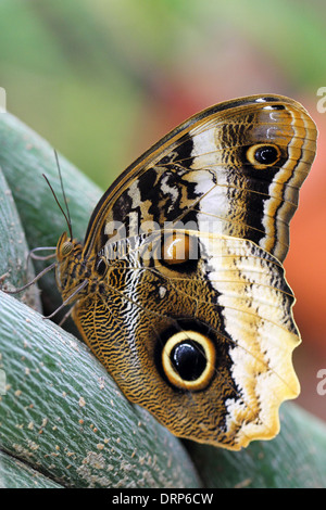 Seitenansicht von einer Eule Schmetterling (Caligo Memnon) auf einer Ranke Stockfoto