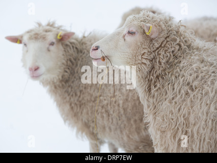 Schwedische Rya Schafe im Schnee in einem Feld in Schweden Stockfoto