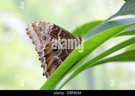 Seitenansicht von einer Eule Schmetterling (Caligo Memnon) auf einem Blatt Stockfoto