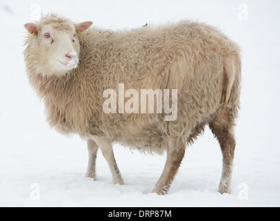 Schwedische Rya Schafe im Schnee in einem Feld in Schweden Stockfoto