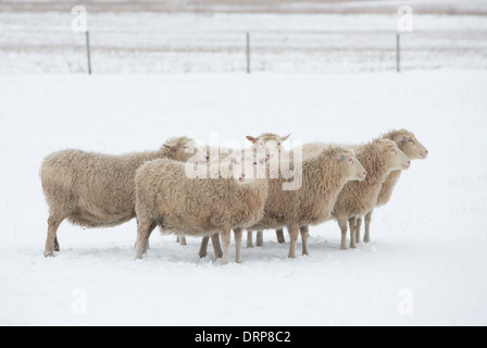 Schwedische Rya Schafe im Schnee in einem Feld in Schweden Stockfoto