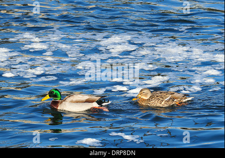 Männliche und weibliche Stockente Enten schwimmen um Eis schwimmt auf dem Fluss. Anas platyrhynchos Stockfoto