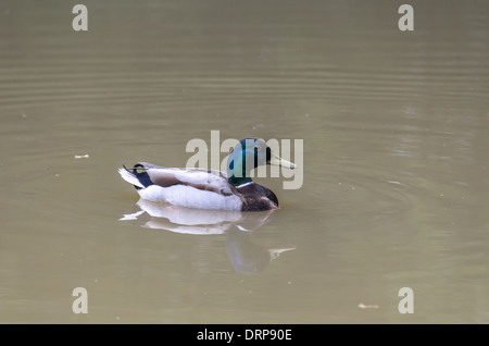 farbenfrohe Ente in ein schmutziges Wasser-Teich Stockfoto