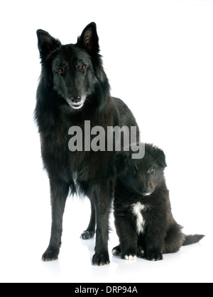 Bild von einem Welpen und Erwachsene Belgischer Schäferhund-groenendael Stockfoto