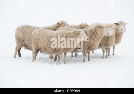 Schwedische Rya Schafe im Schnee in einem Feld in Schweden Stockfoto