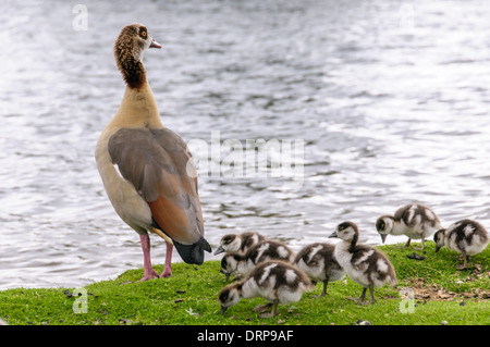 Egyption Gans mit Babys stehen im Richmond Park in der Nähe von Wassersee Stockfoto