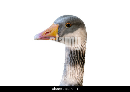 Graue Gans Gesicht Closeup auf weißem Hintergrund Stockfoto