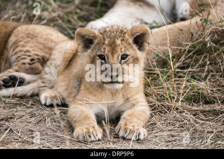 Lion Cub, Masai Mara, Kenia Stockfoto