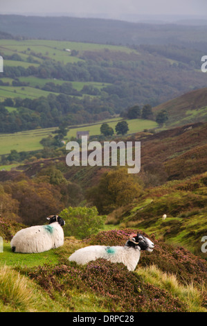 Zwei Swaledale Schafen entspannende unter das Heidekraut hoch über Rosedale am Rande des Spaunton Moor in den North York Moors NP Stockfoto