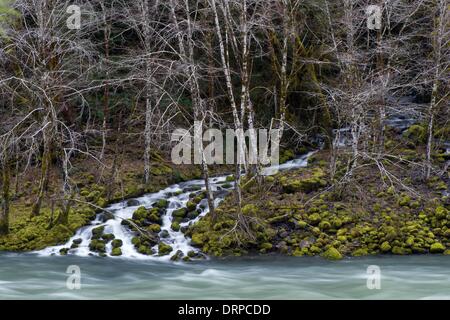 Glide, Oregon, USA. 30. Januar 2014. Ein kleiner Bach stürzt einem moosigen Hügel im Umpqua National Forest, da sie die North Umpqua River in der Nähe von Glide im ländlichen Südwesten Oregon entspricht. Robin Loznak/ZUMAPRESS.com/Alamy © Live-Nachrichten Stockfoto