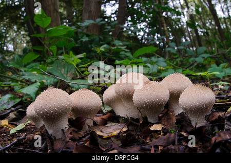 Gemeinsamen Flaschenboviste (Lycoperdon Perlatum) wächst in Laubstreu in Clumber Park, Nottinghamshire. September. Stockfoto