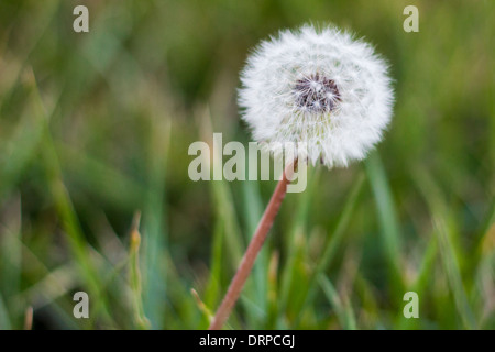 Eine isolierte Löwenzahn in einem Feld des Grases. Stockfoto