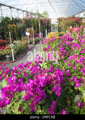 Verschiedene Farben der Bougainvillea wachsen in einem Kindergarten heiß Haus Stockfoto
