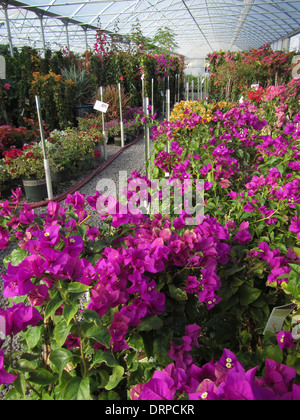 Verschiedene Farben der Bougainvillea wachsen in einem Kindergarten heiß Haus Stockfoto