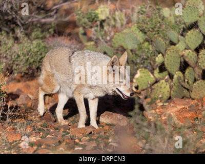 Der Kojote (uns Canis Latrans), auch bekannt als der amerikanische Schakal, Pinsel Wolf oder Präriewolf, ist eine Art von Hund. Stockfoto