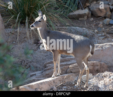 Der Kojote (uns Canis Latrans), auch bekannt als der amerikanische Schakal, Pinsel Wolf oder Präriewolf, ist eine Art von Hund. Stockfoto