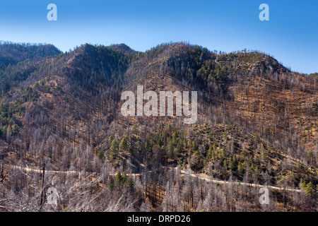 Verbrannte Kiefernwald auf Berghängen in den Chiricahua National Park, Arizona, USA Stockfoto