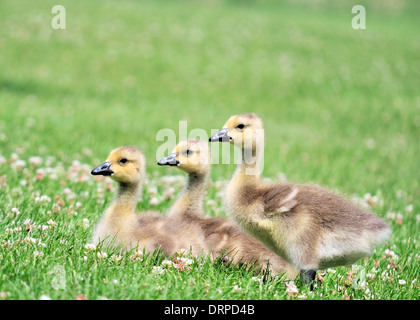 Drei Kanadagans Gänsel sitzen in der Wiese. Stockfoto