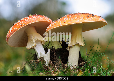 Fliegenpilz (Amanita Muscaria), raue zwei Fruchtkörper wachsen in Grünland in Clumber Park, Nottinghamshire. September. Stockfoto