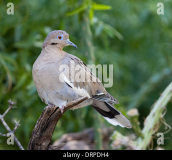 Die weiße – Winged Taube (Zenaida Asiatica) ist eine Taube, deren natürliches Verbreitungsgebiet erstreckt sich von dem südwestlichen USA durch Mexiko. Stockfoto